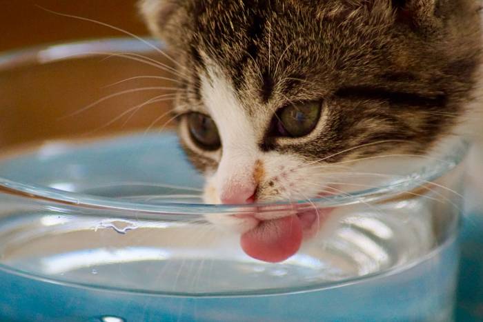 besoin en eau du chat