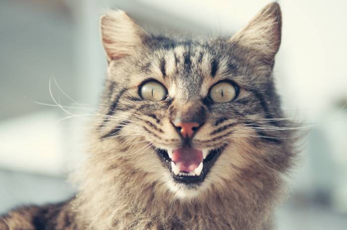 chat souffrant de la chaleur