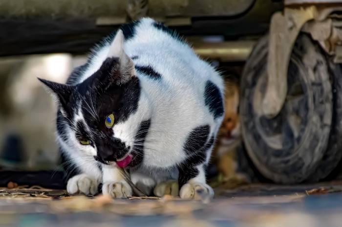 chat qui mange des saletés dans la rue