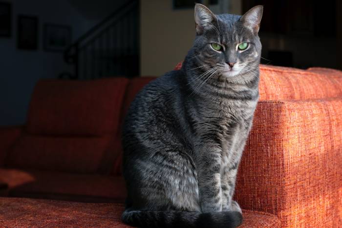 chat stérilisé pourquoi il est en forme