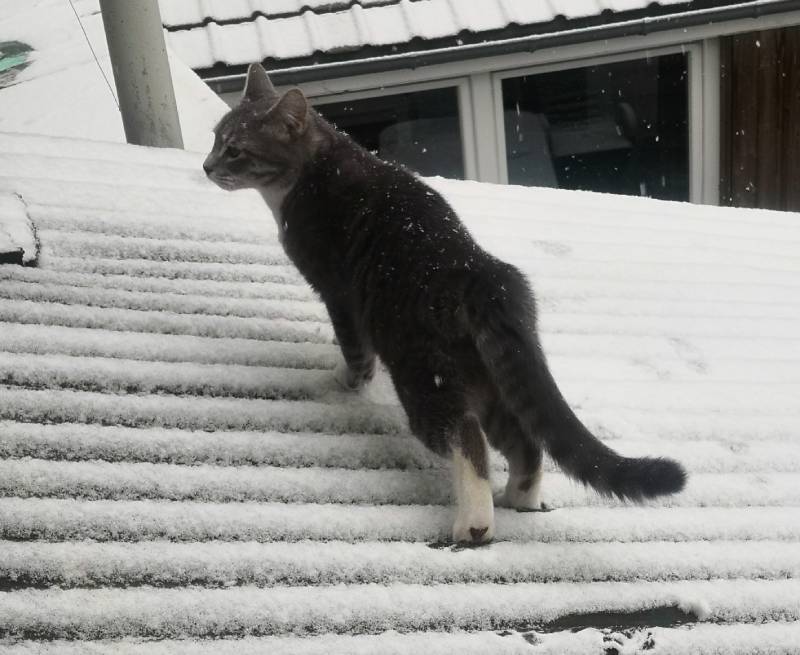chat errant hésitant dans la neige et sur les toits