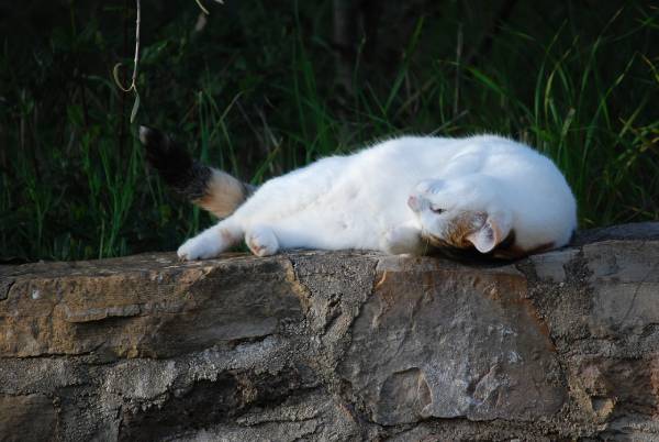 les chats deviennent parfois hilarant sous l'effet des herbes aux chats