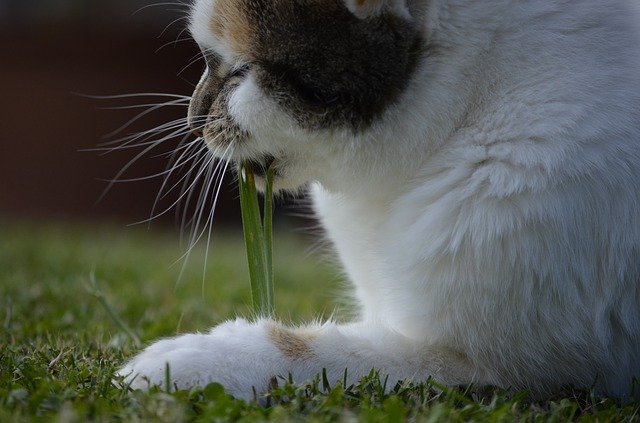 utilisez l'herbe à chat sans modération 